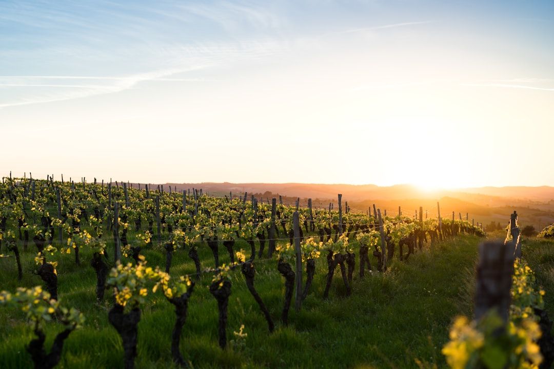 The Medoc Route des Chateaux - Grand Cru Classe Estates That Actually Open