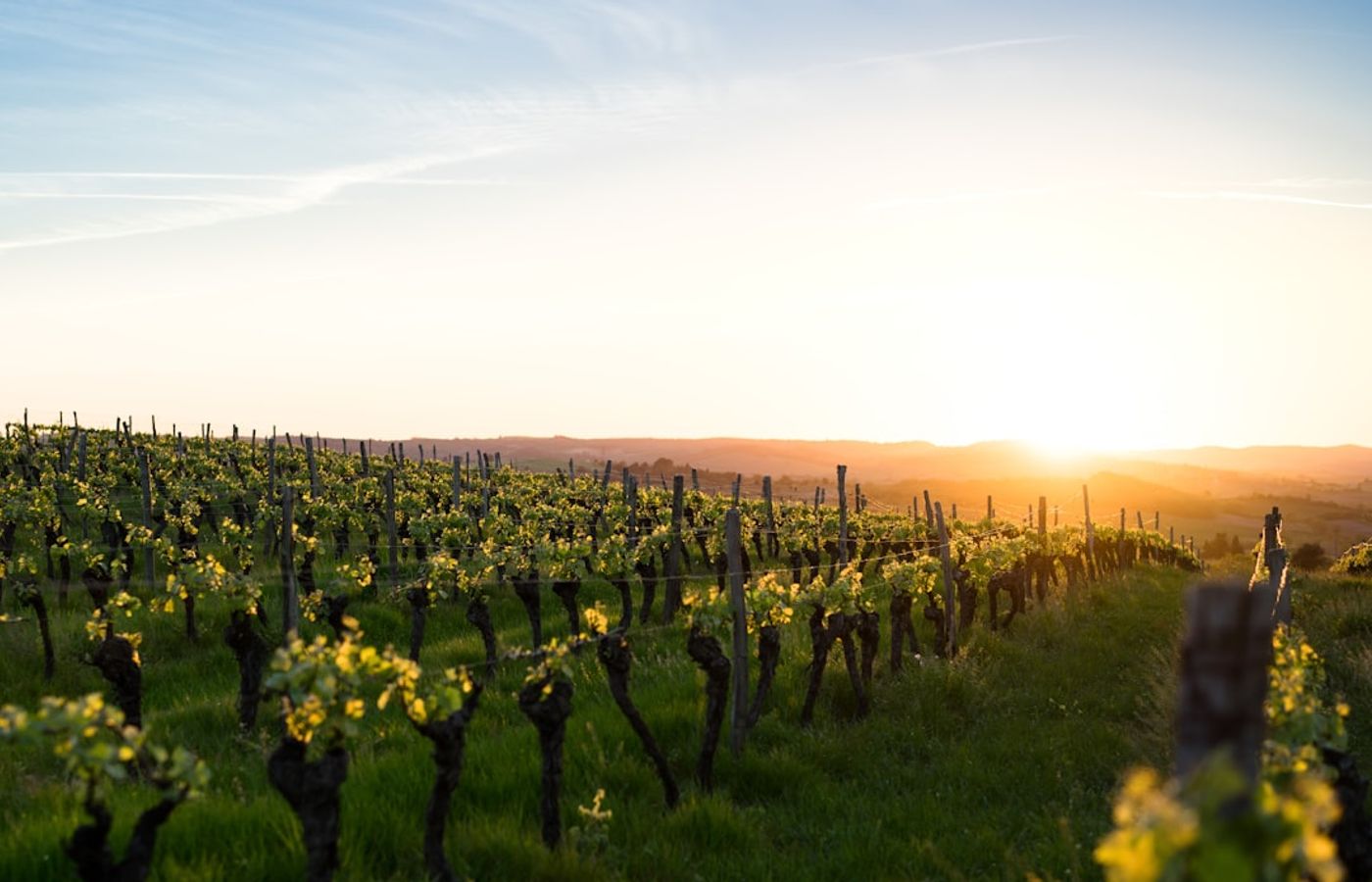 The Medoc Route des Chateaux - Grand Cru Classe Estates That Actually Open
