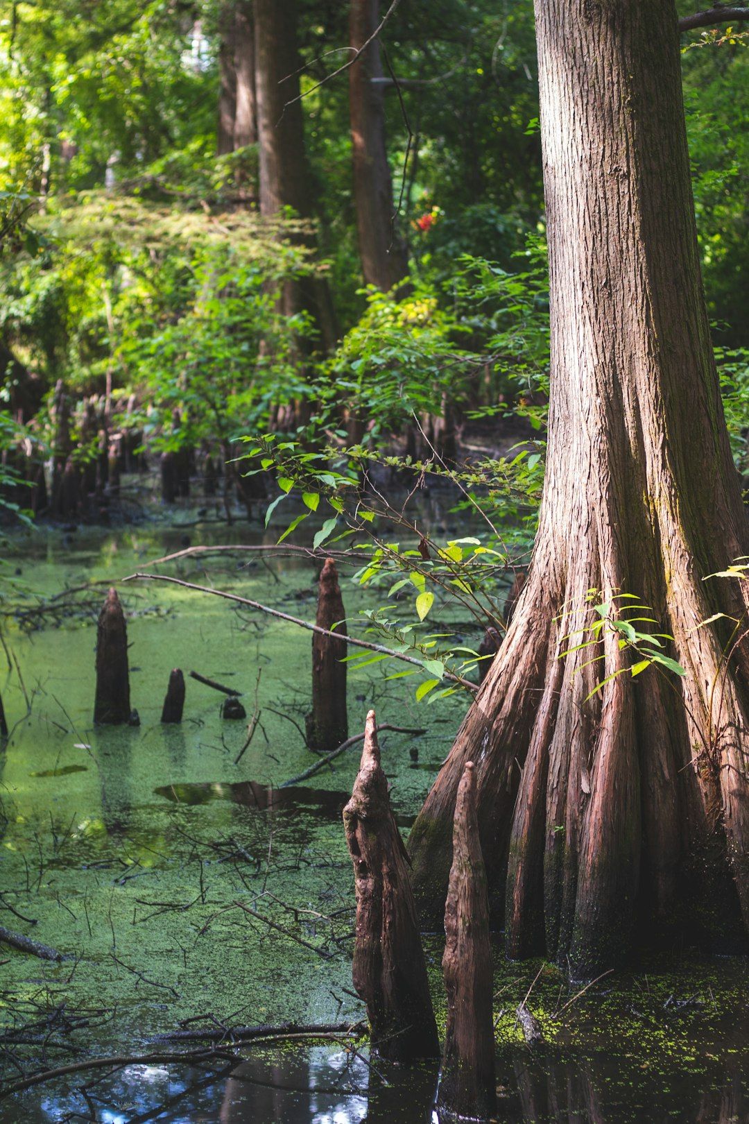 Barataria Preserve - Cypress Swamp Half an Hour From Bourbon Street