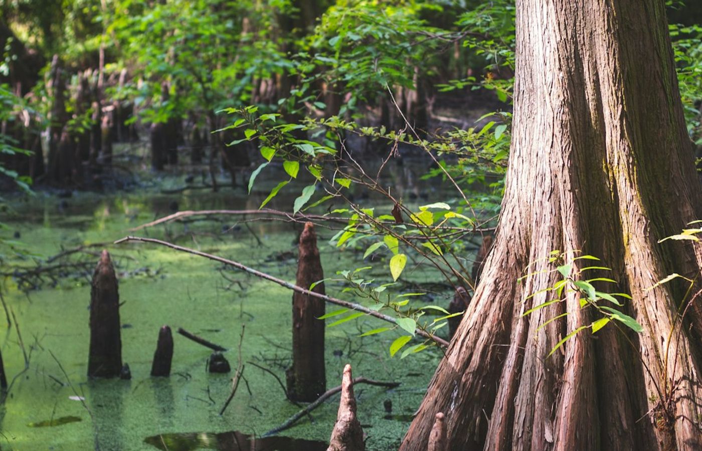 Barataria Preserve - Cypress Swamp Half an Hour From Bourbon Street