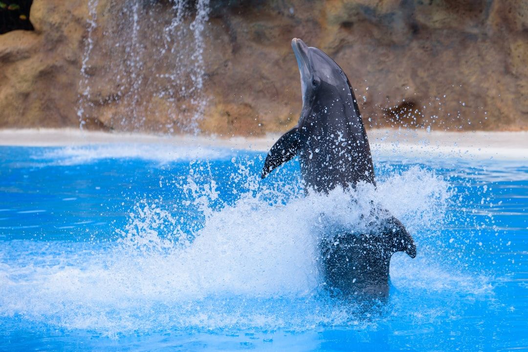 Loro Parque - A World-Class Zoo on Tenerife's North Coast