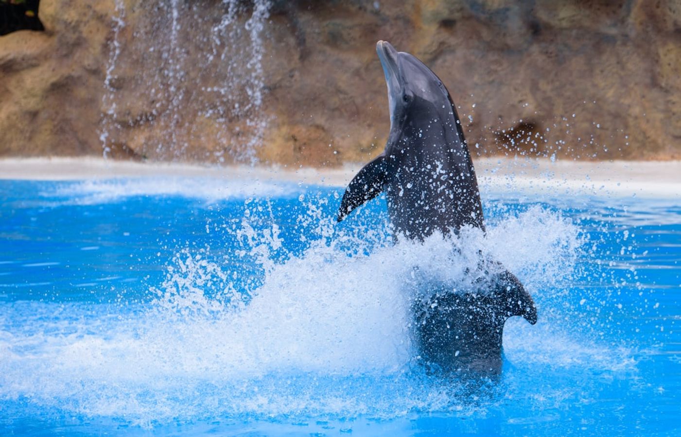 Loro Parque - A World-Class Zoo on Tenerife's North Coast