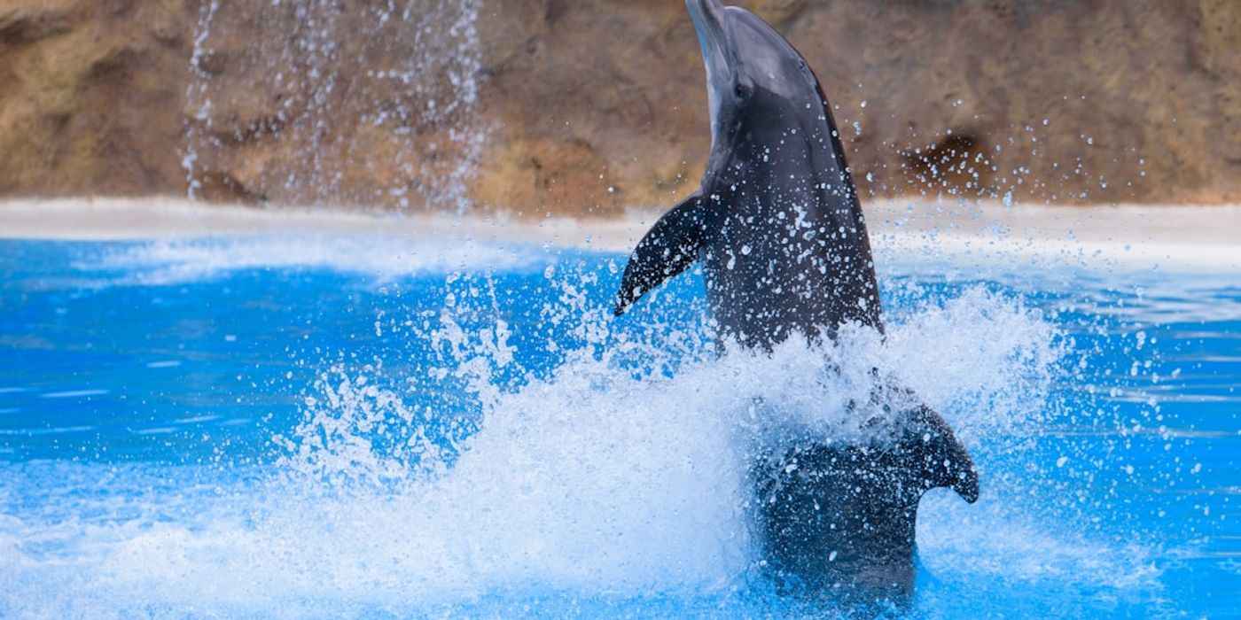 Hotels near Loro Parque