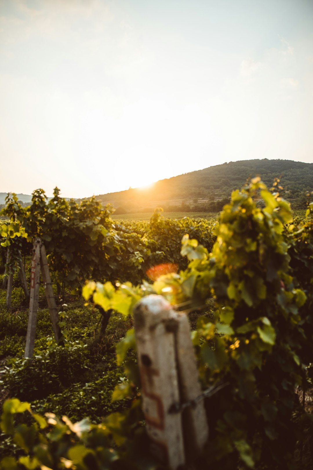 Day Trip to the Little Carpathians Wine Region - Vineyards 20 Minutes from Bratislava