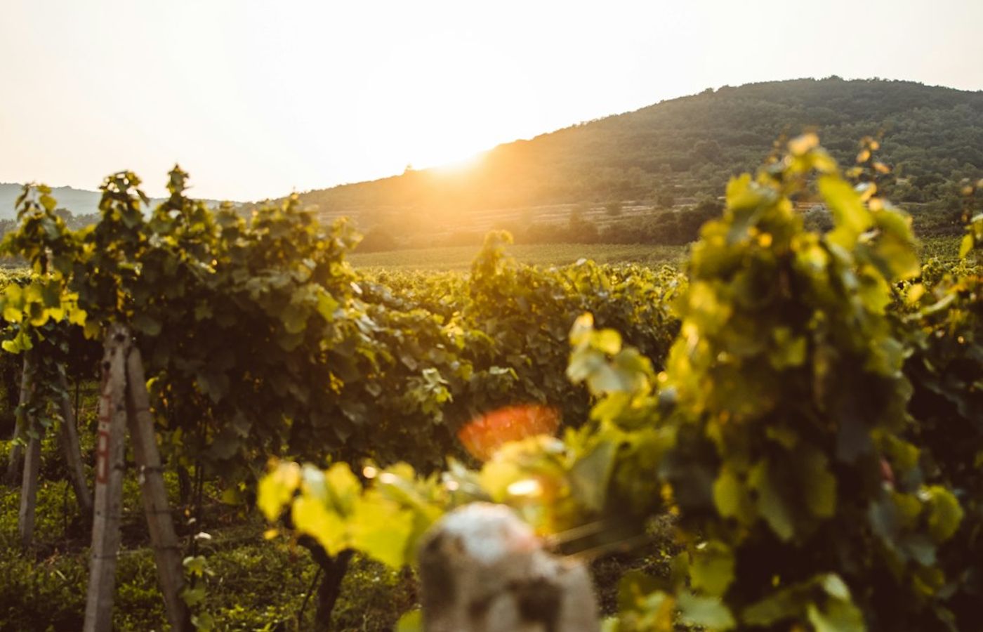 Day Trip to the Little Carpathians Wine Region - Vineyards 20 Minutes from Bratislava