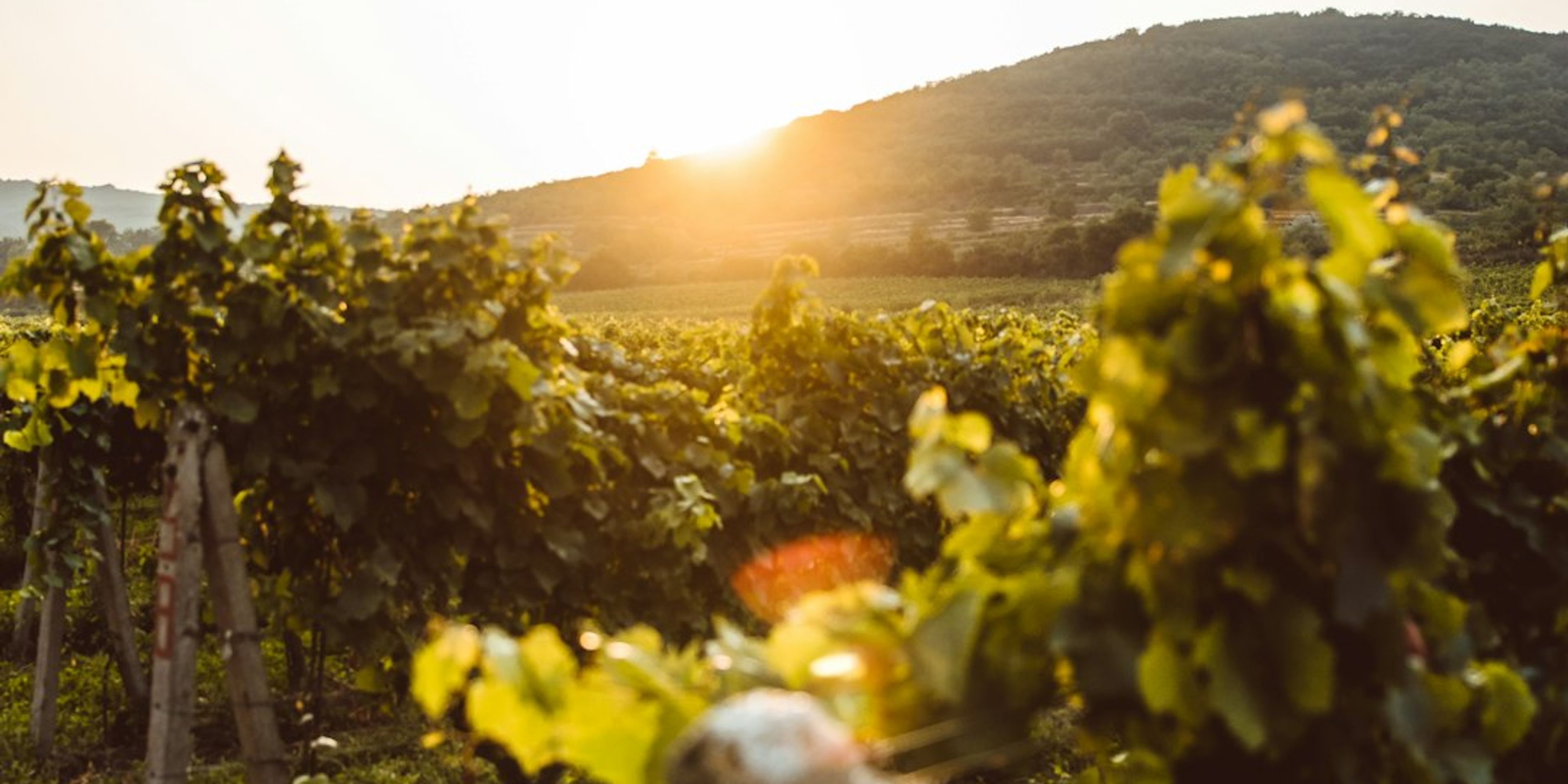 Hotels near Day Trip to the Little Carpathians Wine Region