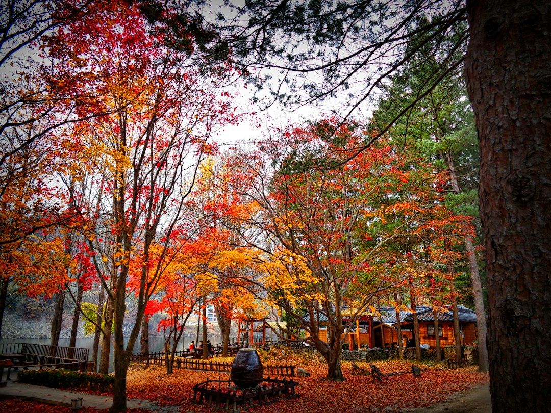 Nami Island - Ginkgo and Metasequoia Avenues on the Bukhan River