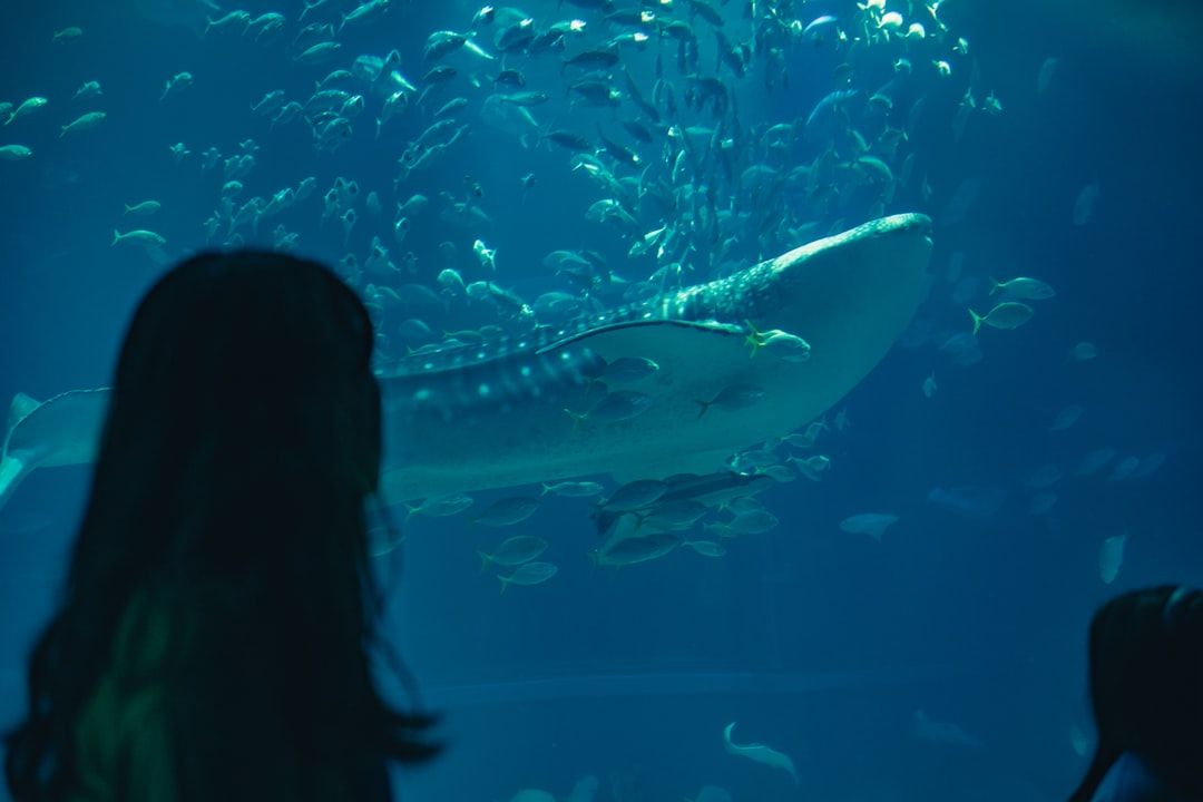 Osaka Aquarium Kaiyukan - One of the World's Largest Aquariums