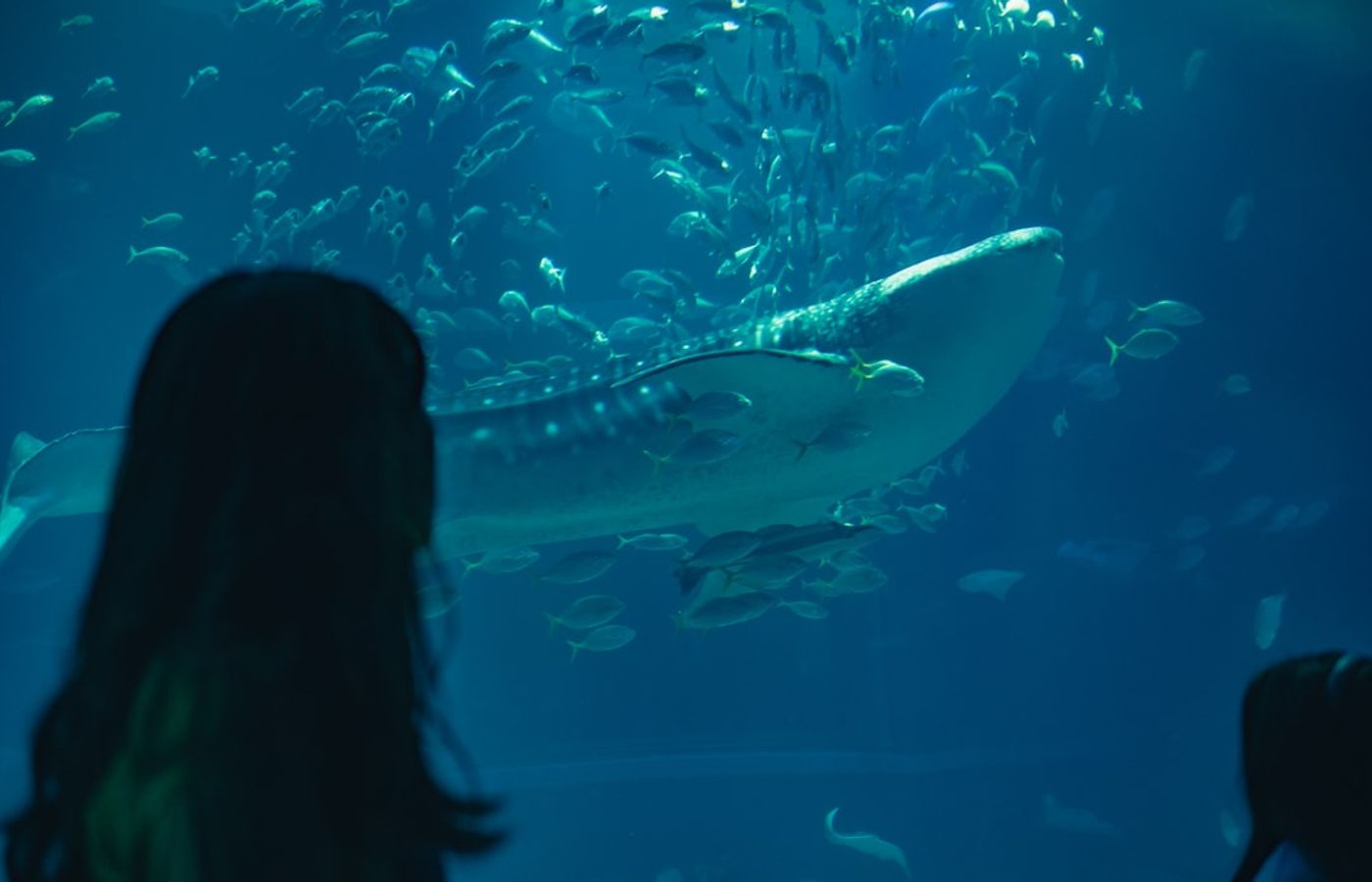 Osaka Aquarium Kaiyukan - One of the World's Largest Aquariums