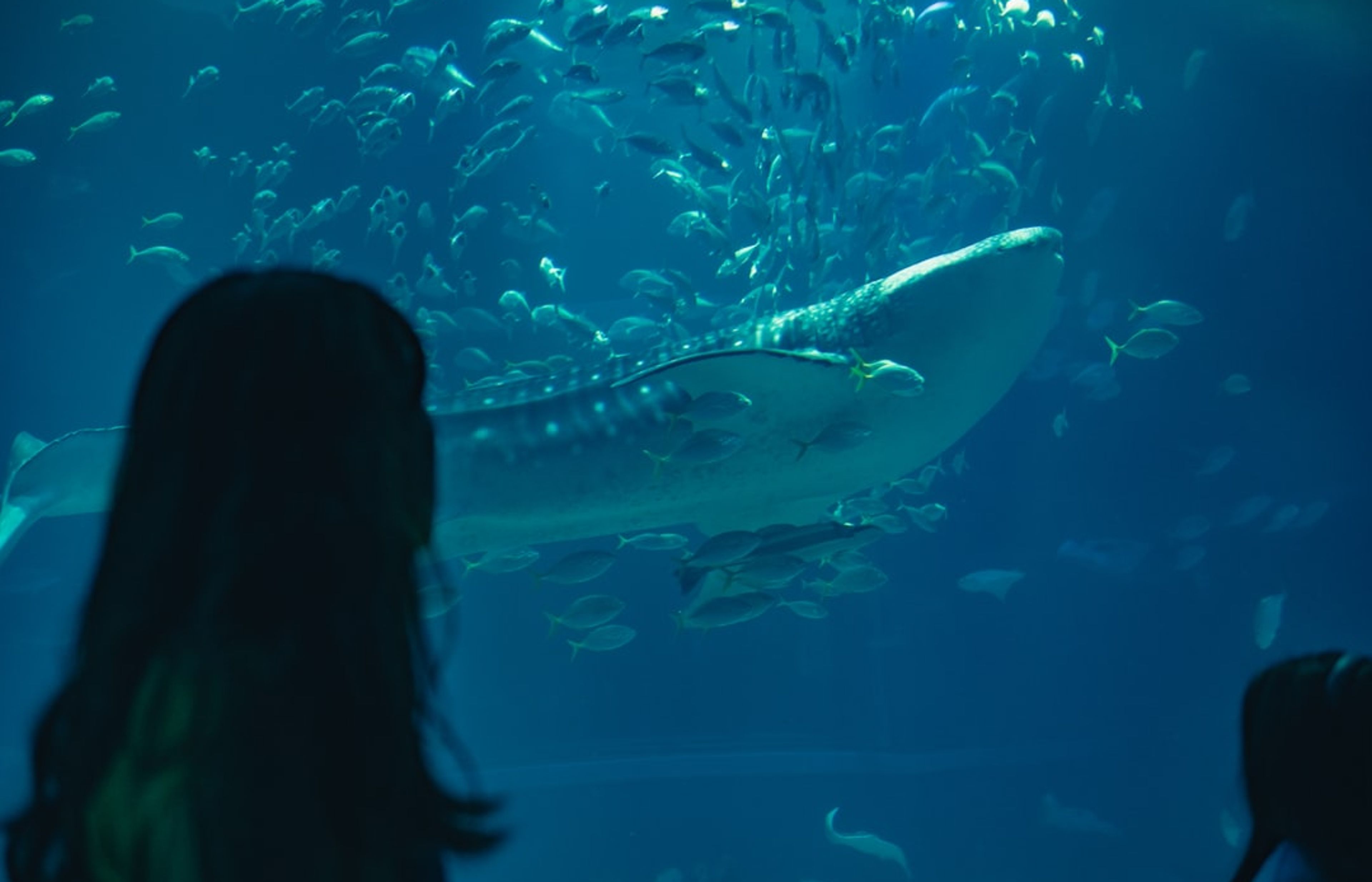 Osaka Aquarium Kaiyukan - One of the World's Largest Aquariums
