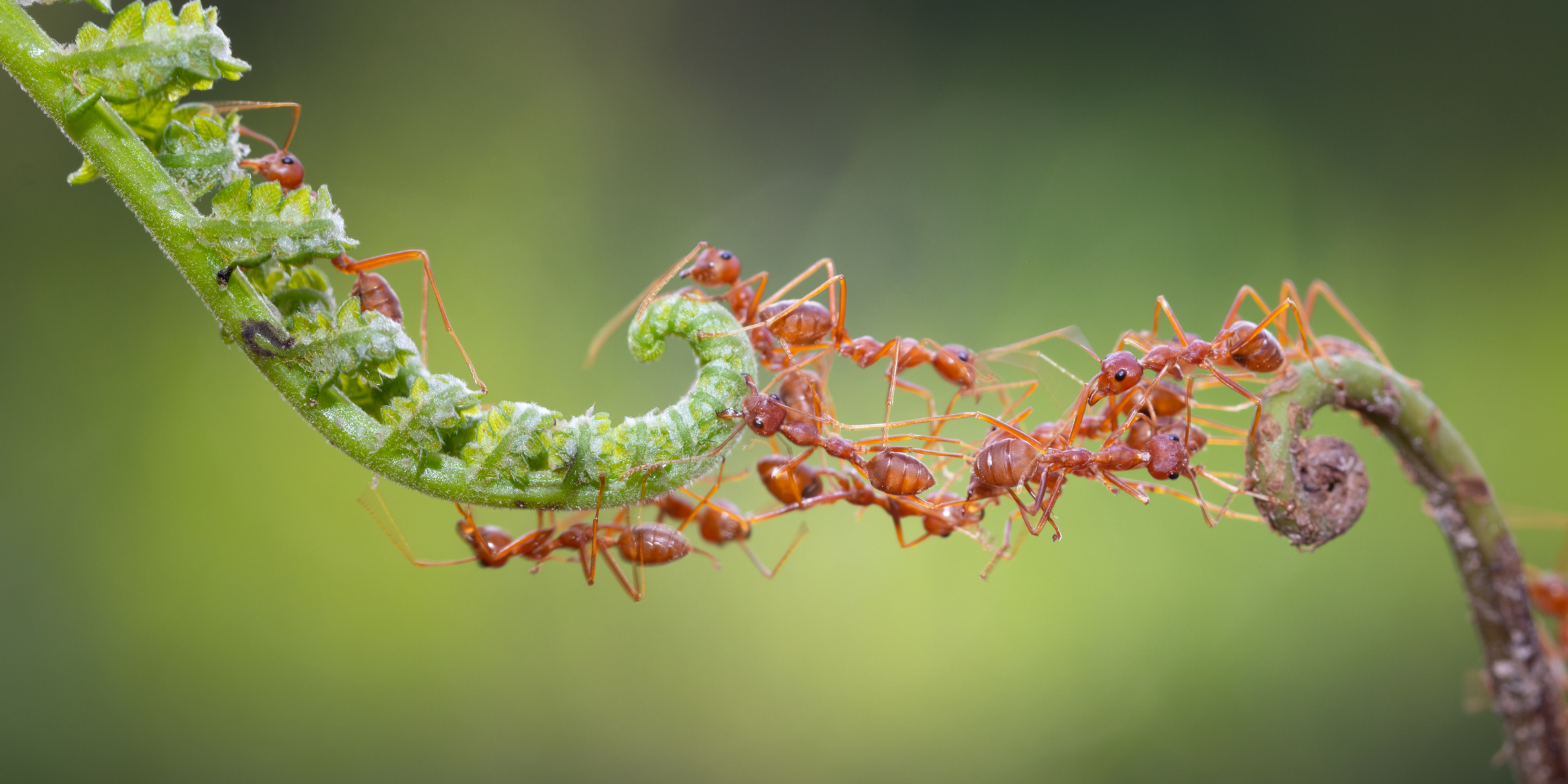Cover Image for Effortless Offloading: Next.js Meets WebWorkers