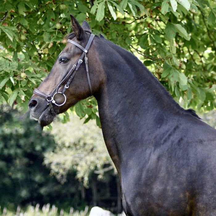 Bastian (2008, E-ponny)