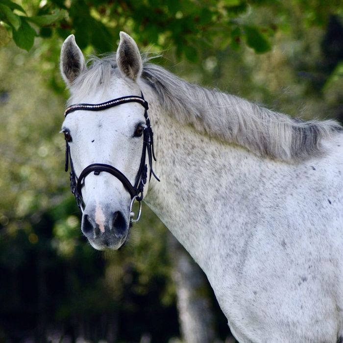 Attyrory Profile "Roffe" (2014, D-ponny)