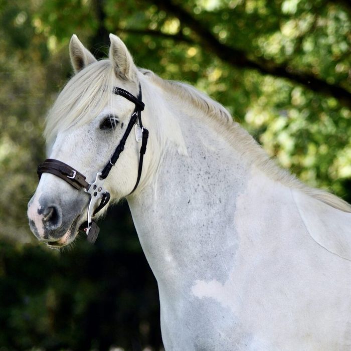 Miss Tom "Misty" (2011, B-ponny)