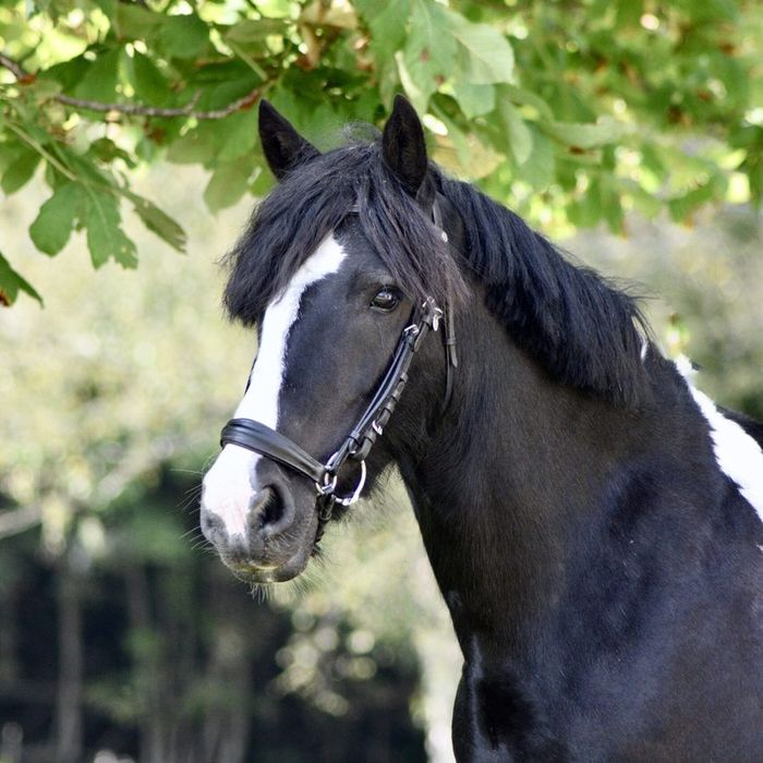Diamond (2012, C-ponny)