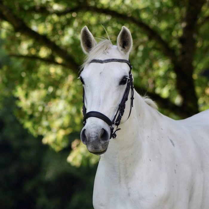 Siofra "Sia" (2010, D-ponny)