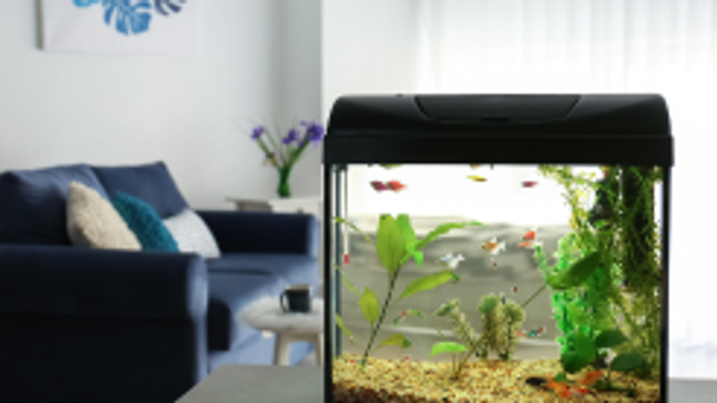 where to place an aquarium