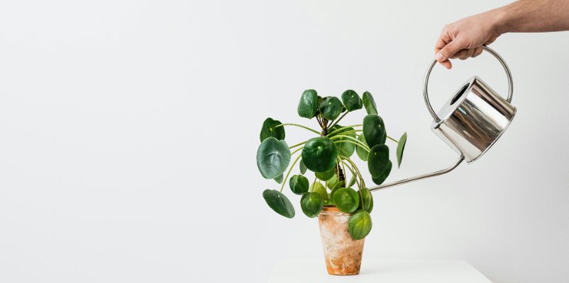 how to plant money plant indoor