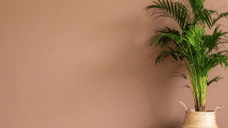 South Wall Color as per Vastu