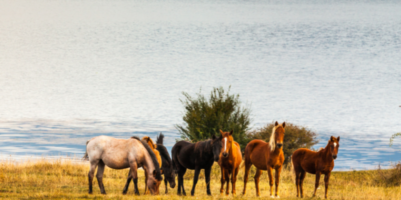 Seven Horse Picture