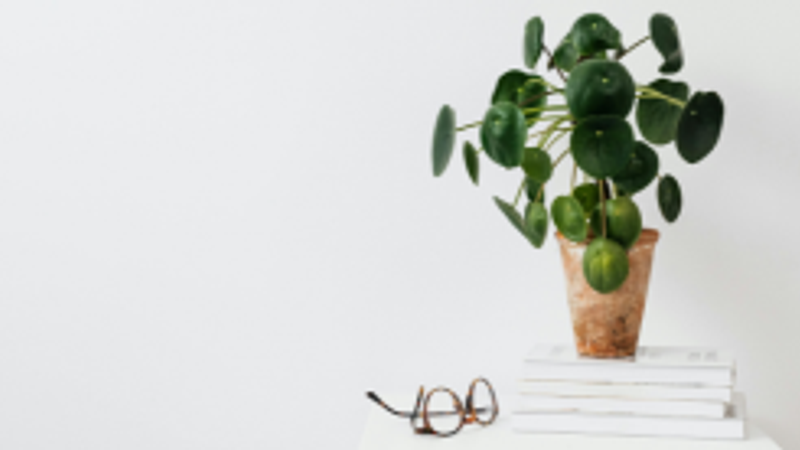 money plant direction