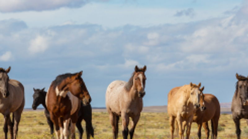 Seven Horse Picture vastu