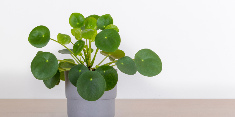 money plant direction