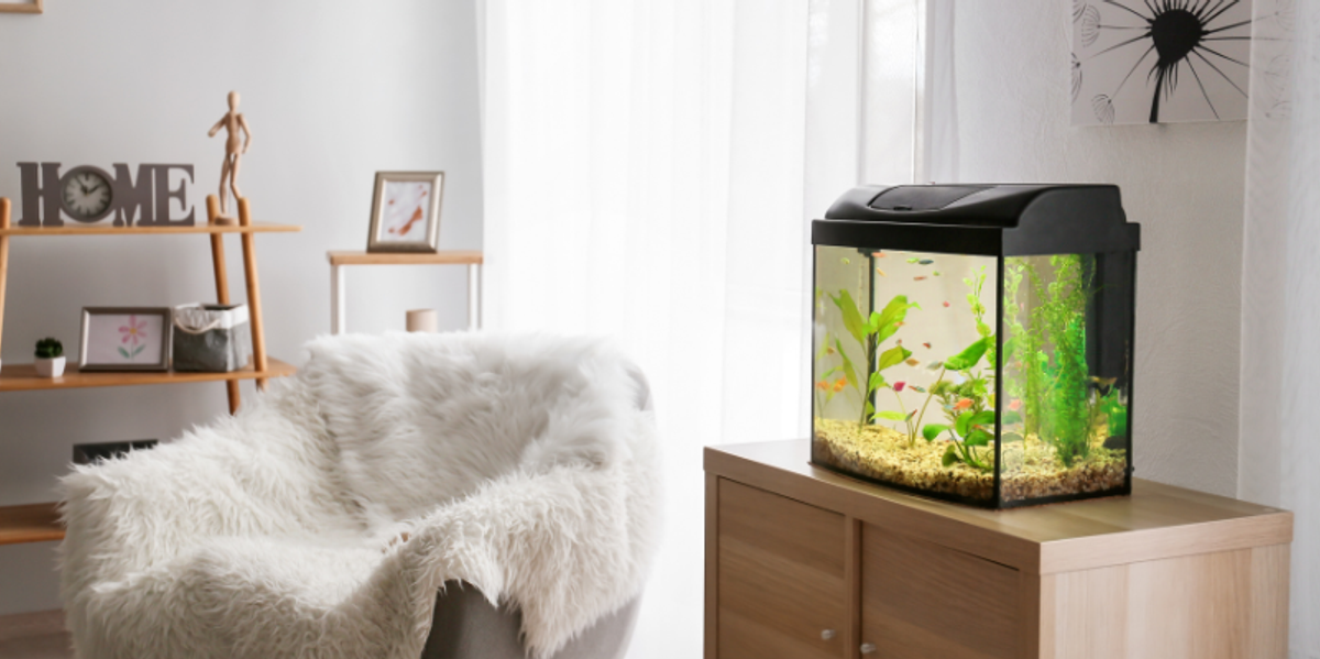 where to place an aquarium
