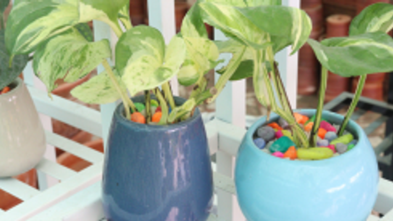 how to plant money plant indoor