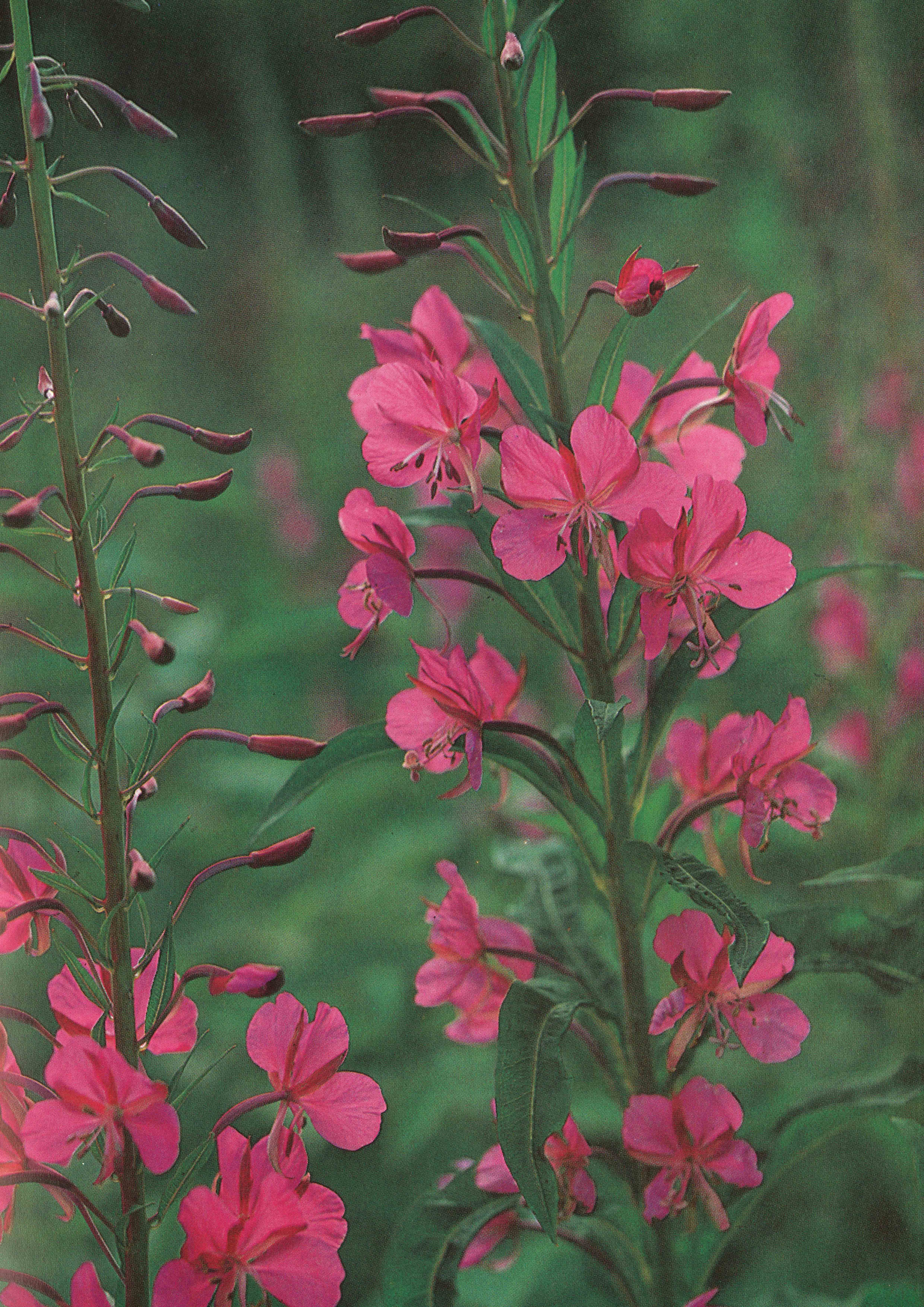 Blomstereng