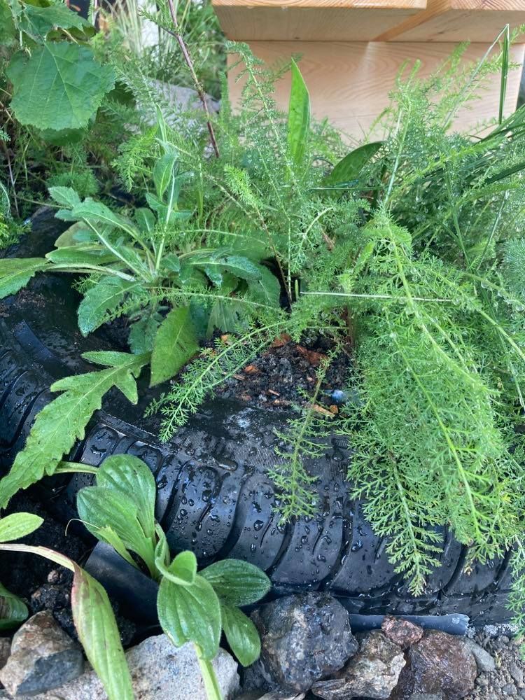 Villflora sammen med masser og søppel deponert på Kongshavn