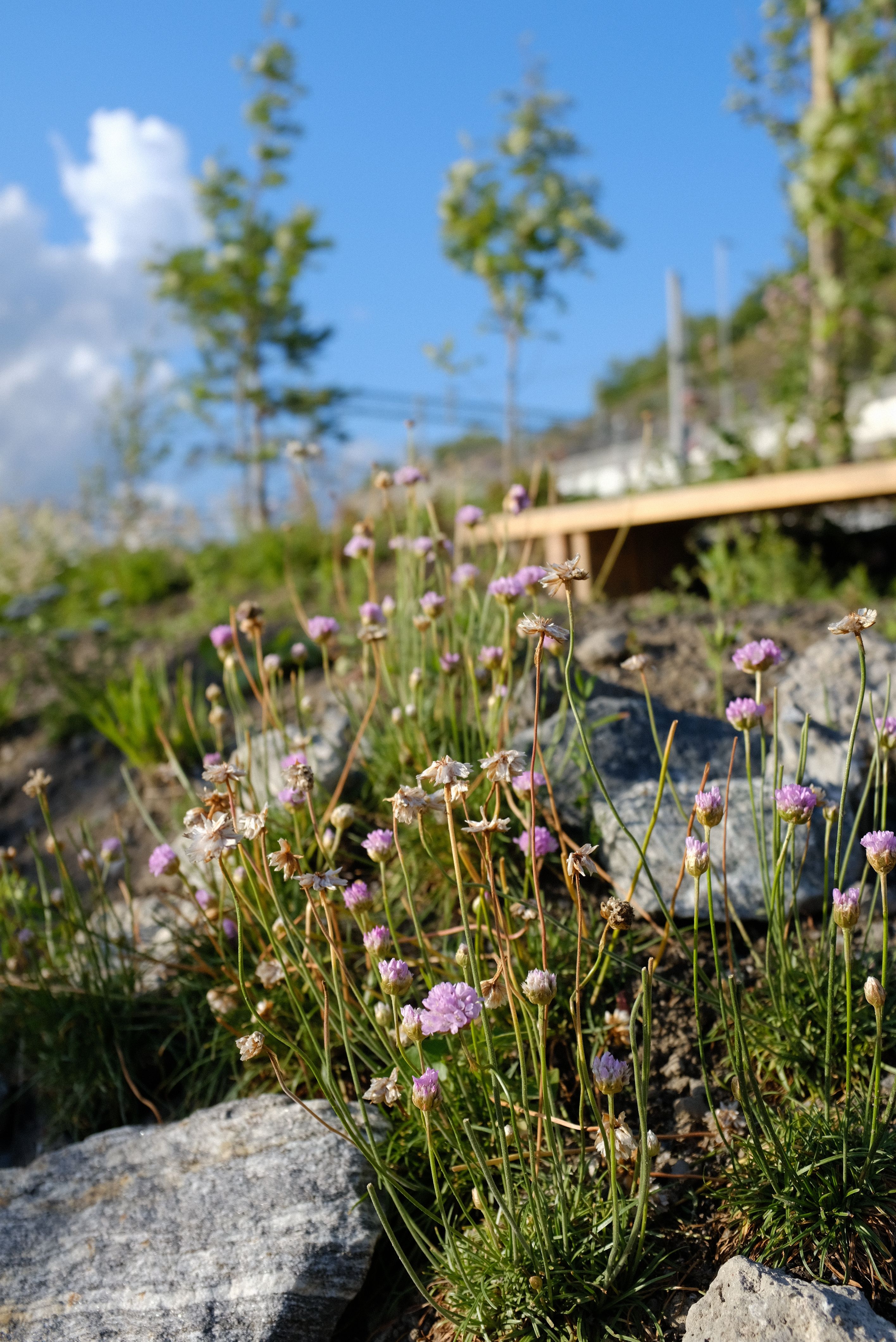 Gjenbruk av fjordvegetasjon