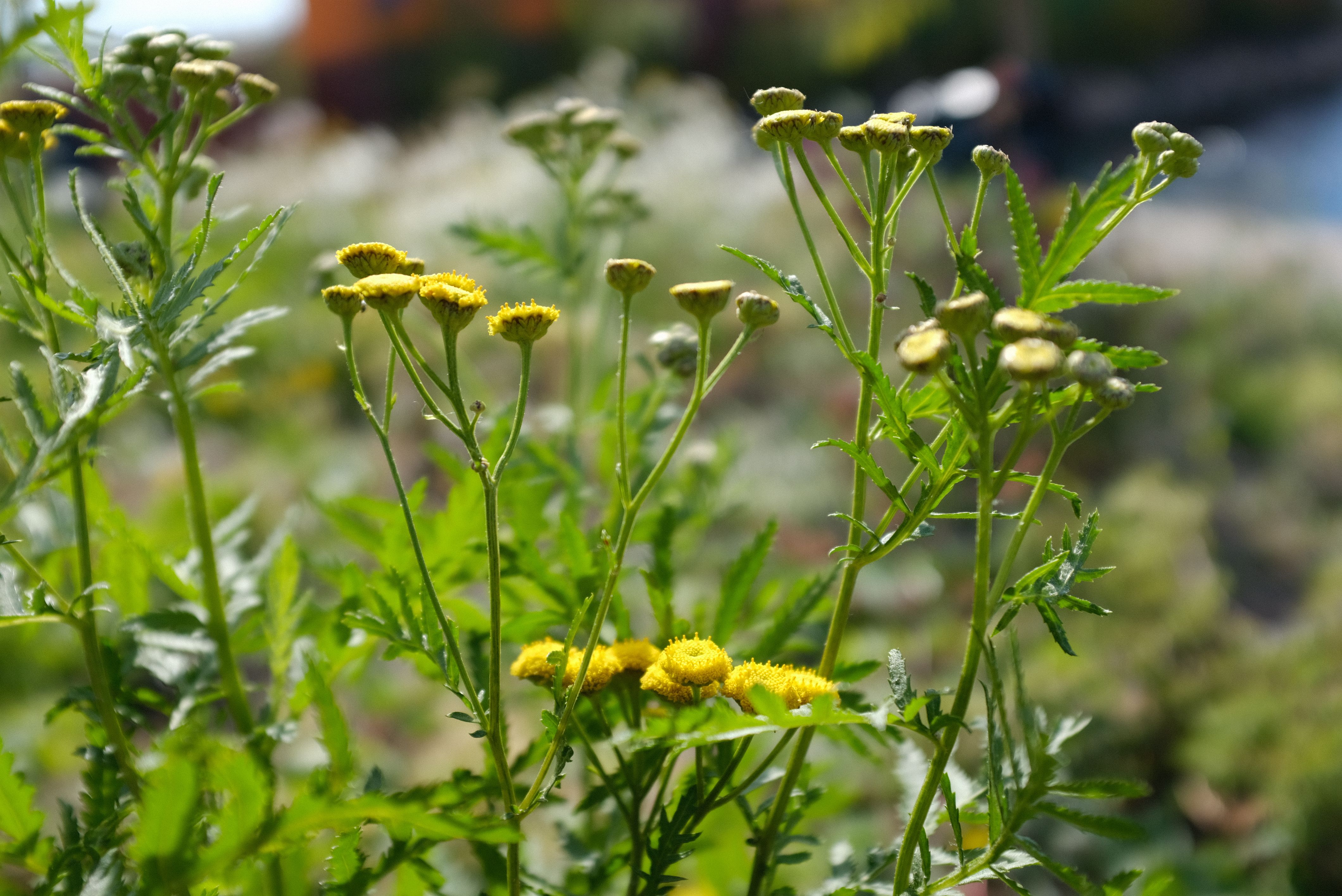 Nye stedegne arter etablerer seg