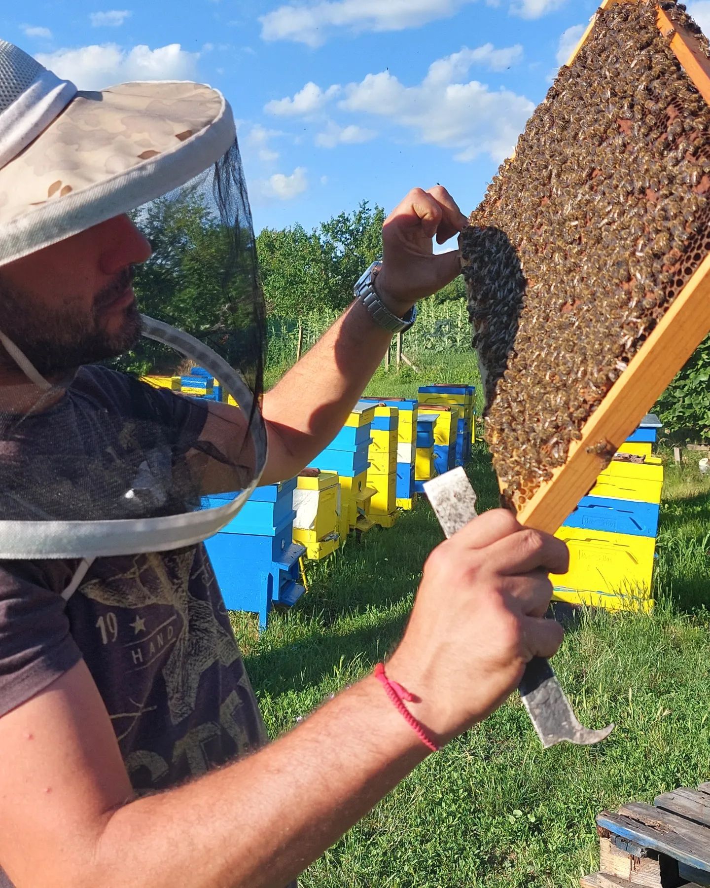 Как да увеличим пчелина напролет – отводки, нови майки и роево настроение