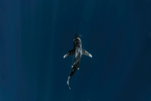 Shark Cage Diving