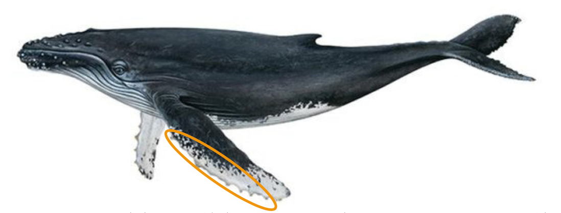 Pinarello unveils Filippo Ganna's 3D-printed, humpback whale