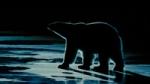 Nuisance Bear Preview