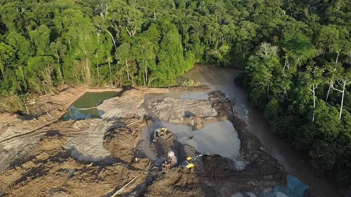 Amazonie volá o pomoc: zachraňme tisíce druhů zvířat a rostlin před těžaři