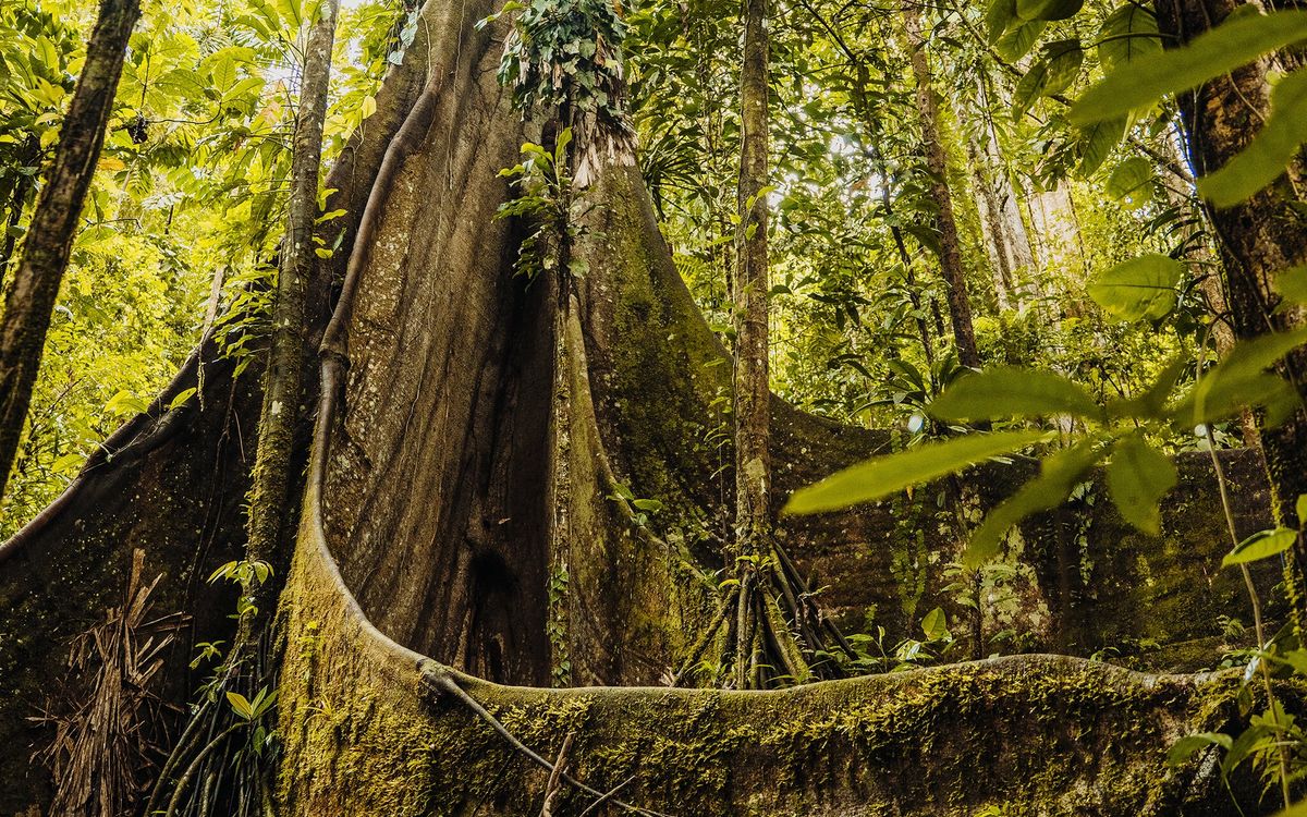 Obří strom s deskovými kořeny v amazonském pralese