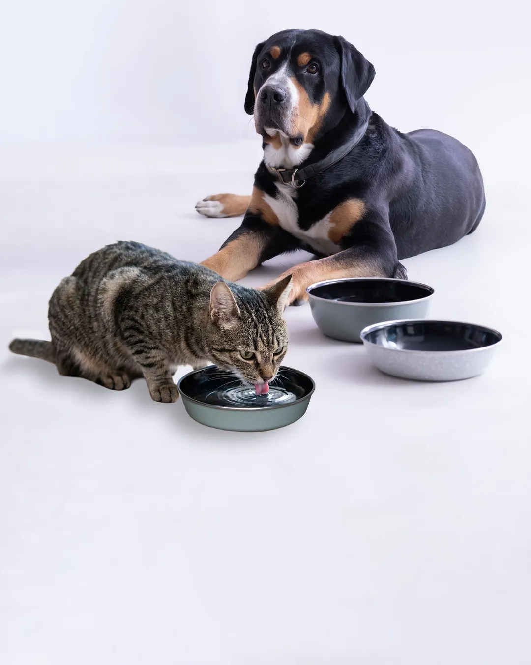 Cat drinking from enamel bowls, dog sitting in front of enamel dog bowls.