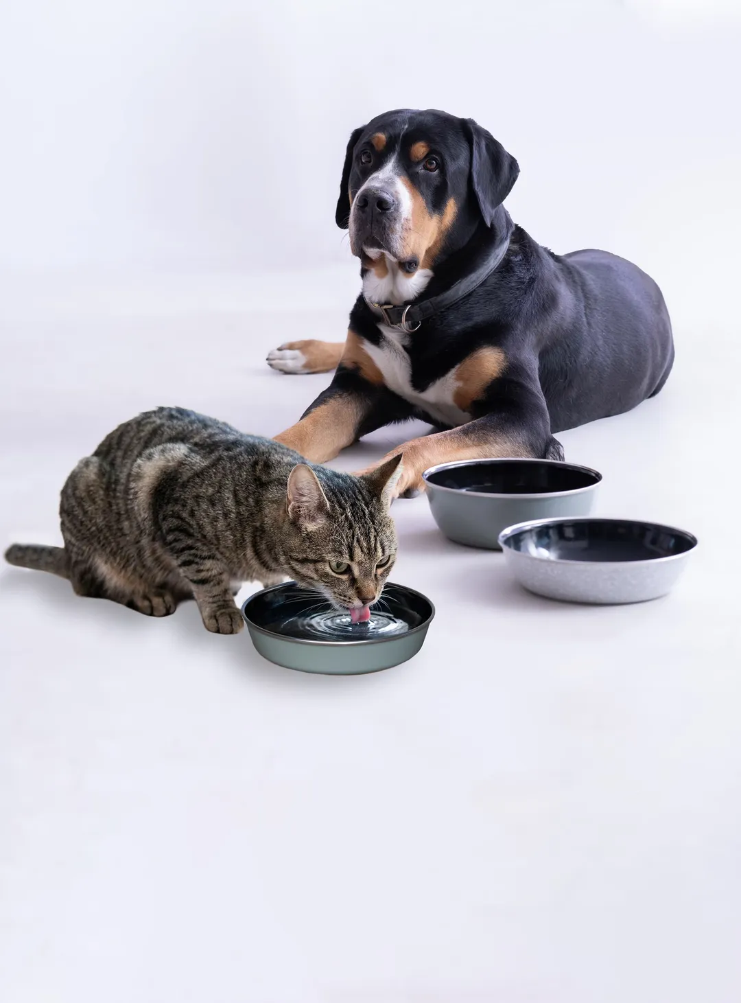 Katze trinkt aus Emaille Schüsseln, Hund sitzt vor Emaille Hundenäpfe