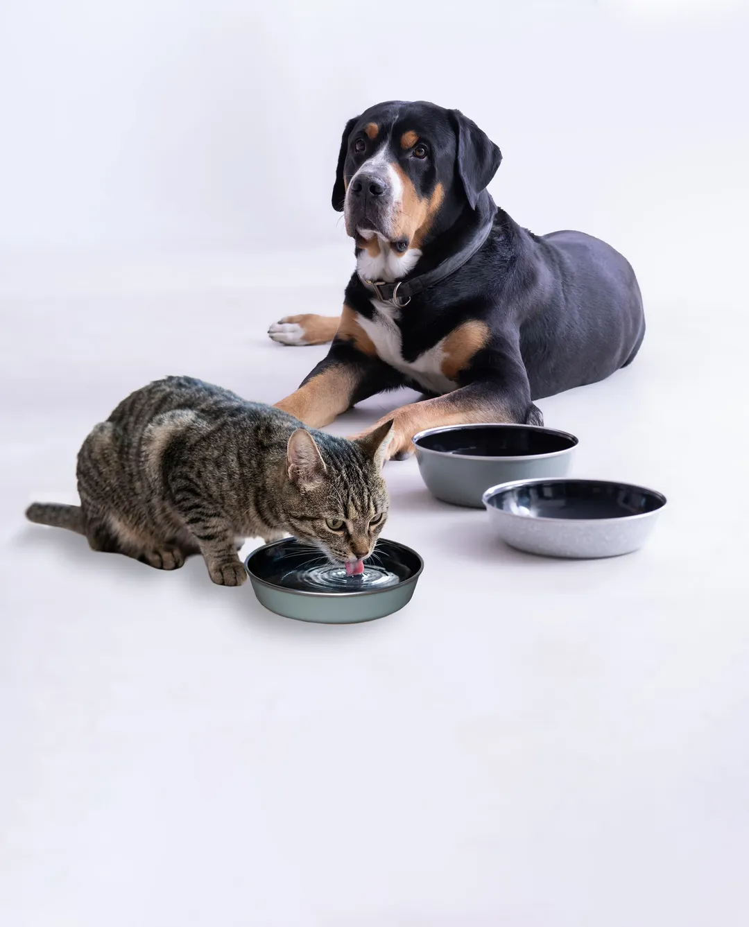Katze trinkt aus Emaille Schüsseln, Hund sitzt vor Emaille Hundenäpfe