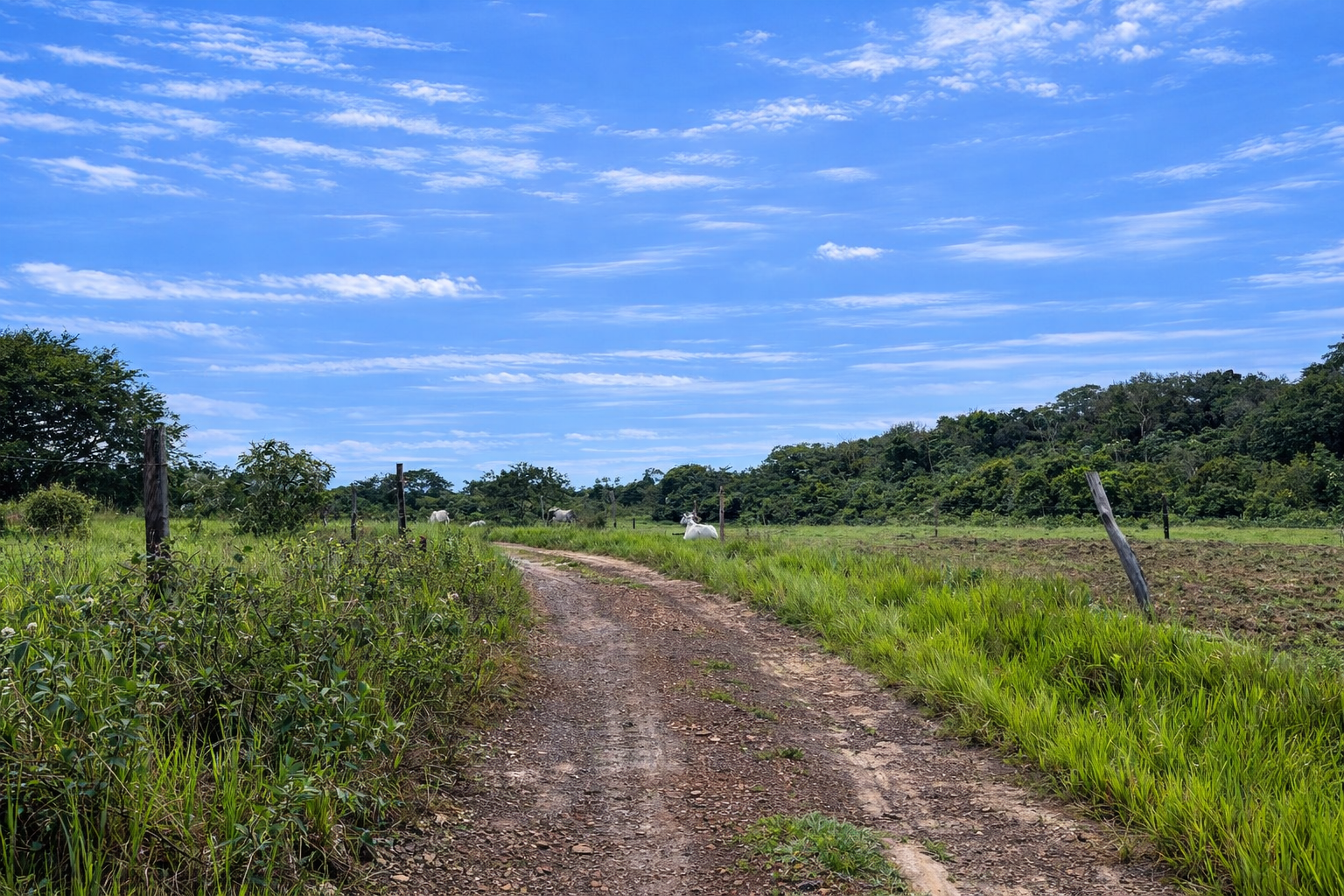 Finca en Vda Campoalegre - Imagen 5