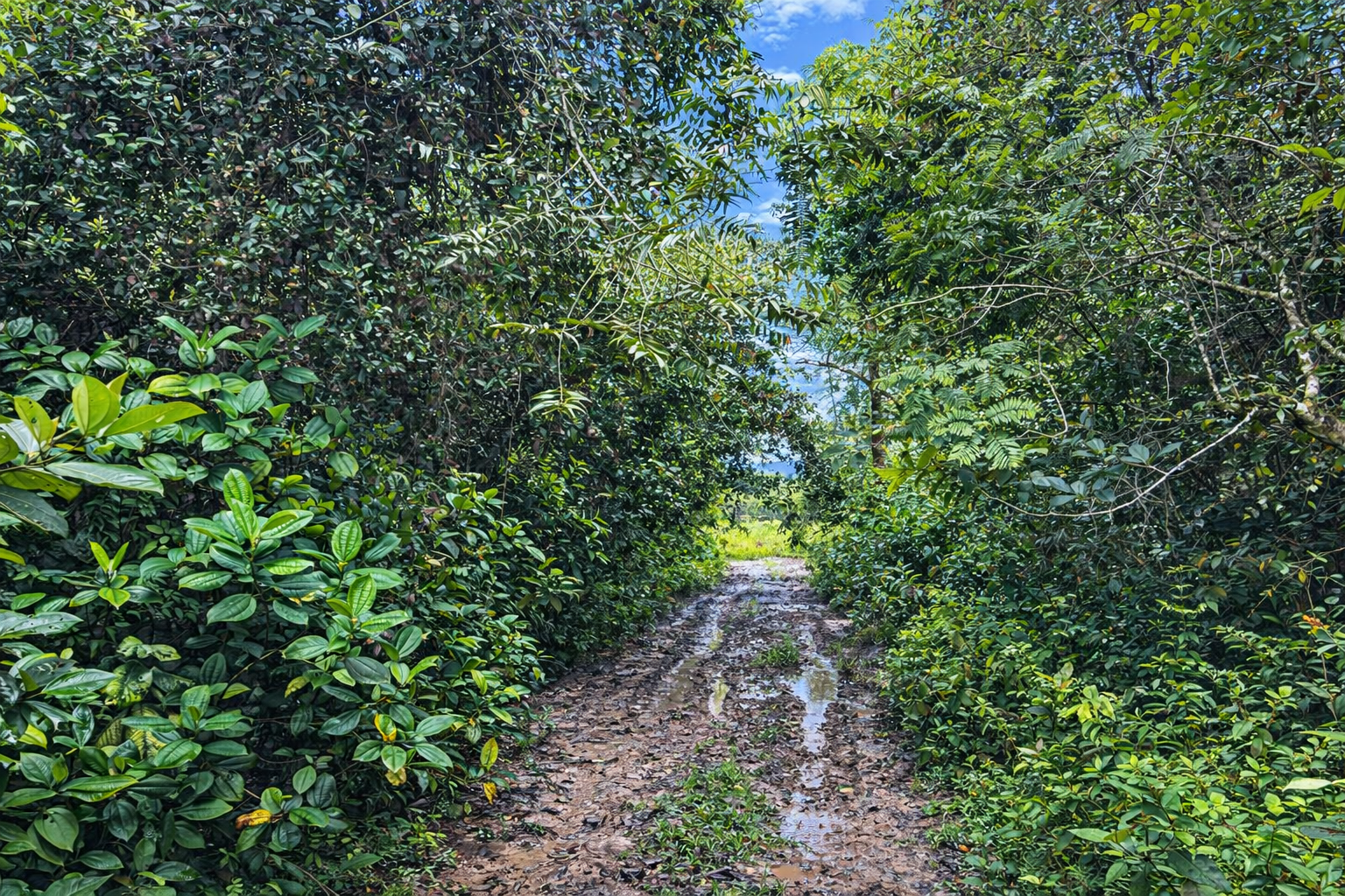 Finca en Vda Campoalegre - Imagen 14