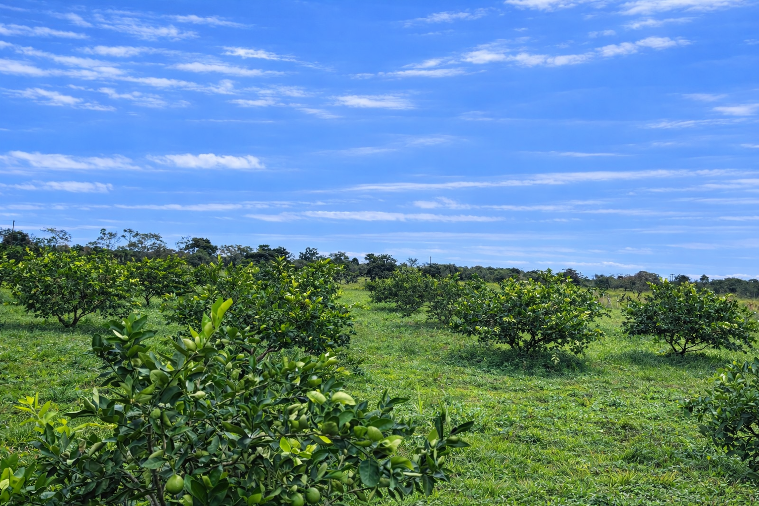 Finca en Vda Campoalegre - Imagen 15