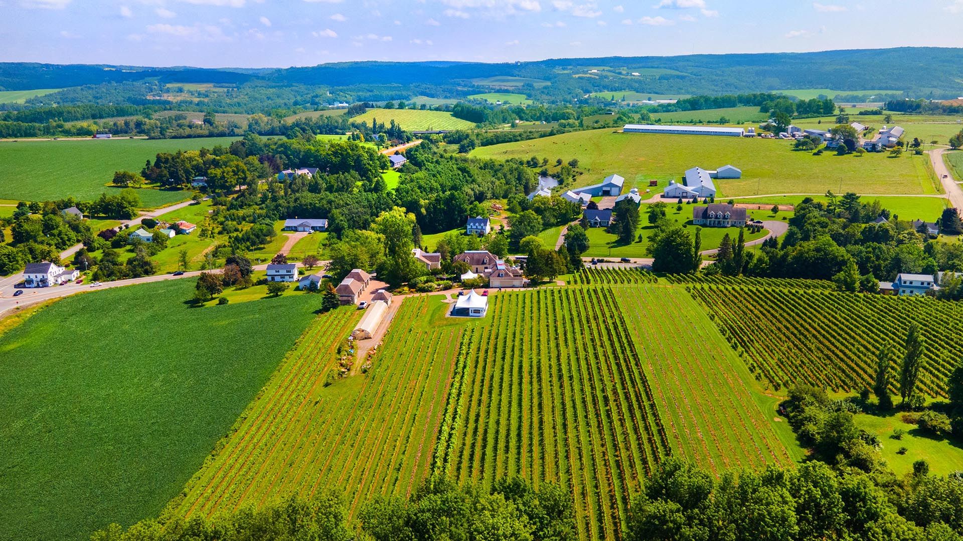 Vineyard from the air