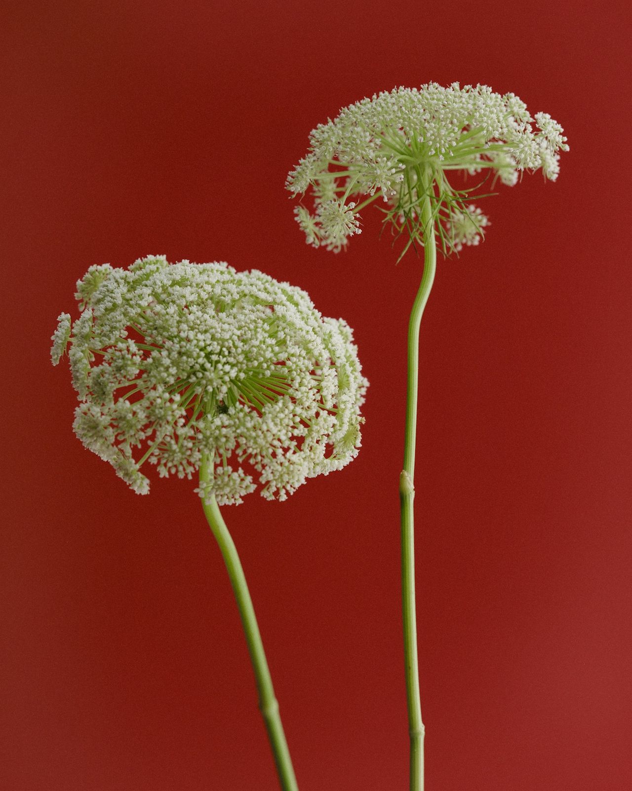 flower stems