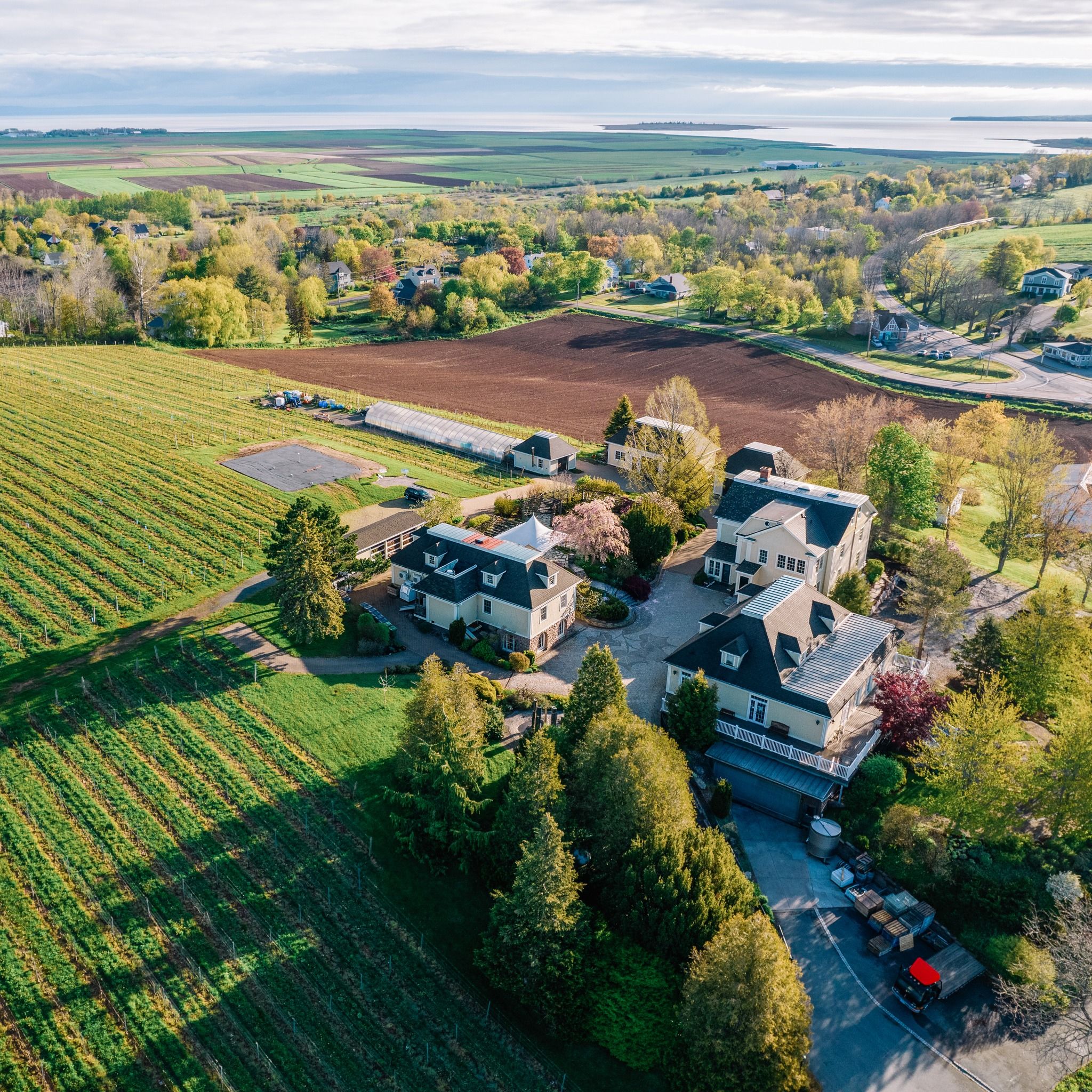 Vineyard from the sky