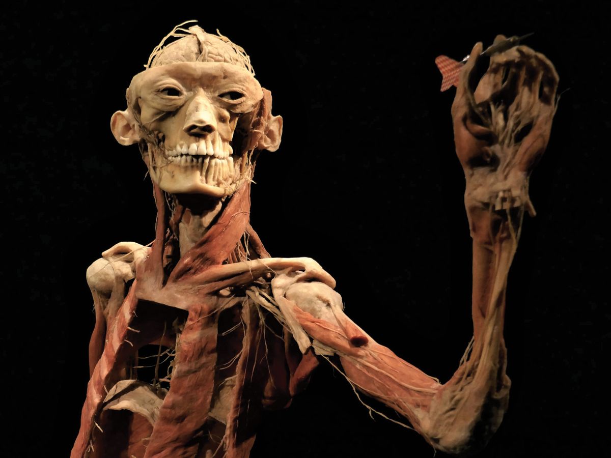 The bodies in the exhibition have been stripped of their skin and dissected to reveal their internal anatomy © jacquemart