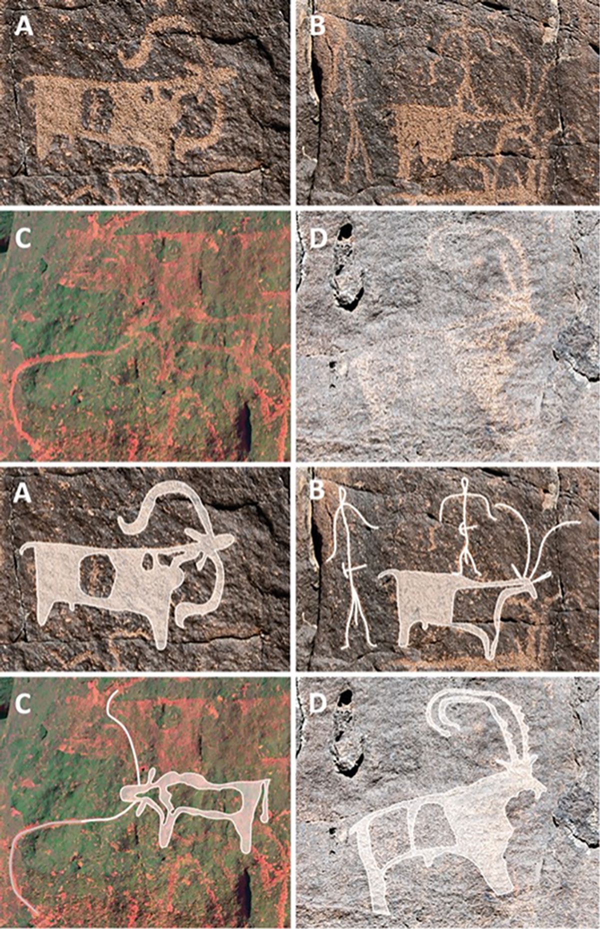 Rock art of Umm Jirsan, including sheep, goats, cattle and human figures with tools Stewart et al, 2024; PLOS ONE; CC-BY 4.0